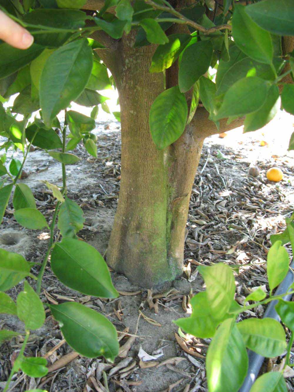            Bark (Winter Haven, FL)   